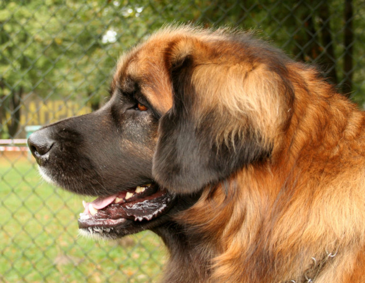 The Leonberger Dog Breed One Of The Largest Dogs In The World HubPages