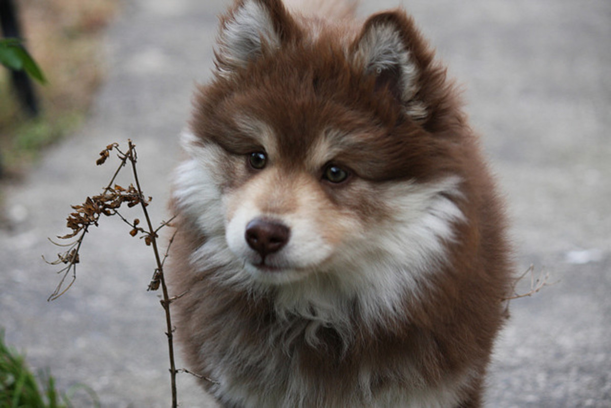 10 Dog Breeds That Look Like Wolves PetHelpful