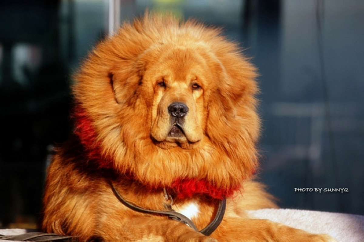 10 Dogs Developed from Tibetan Mastiff HubPages