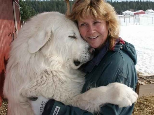 7 Dogs That Look Like Bears PetHelpful