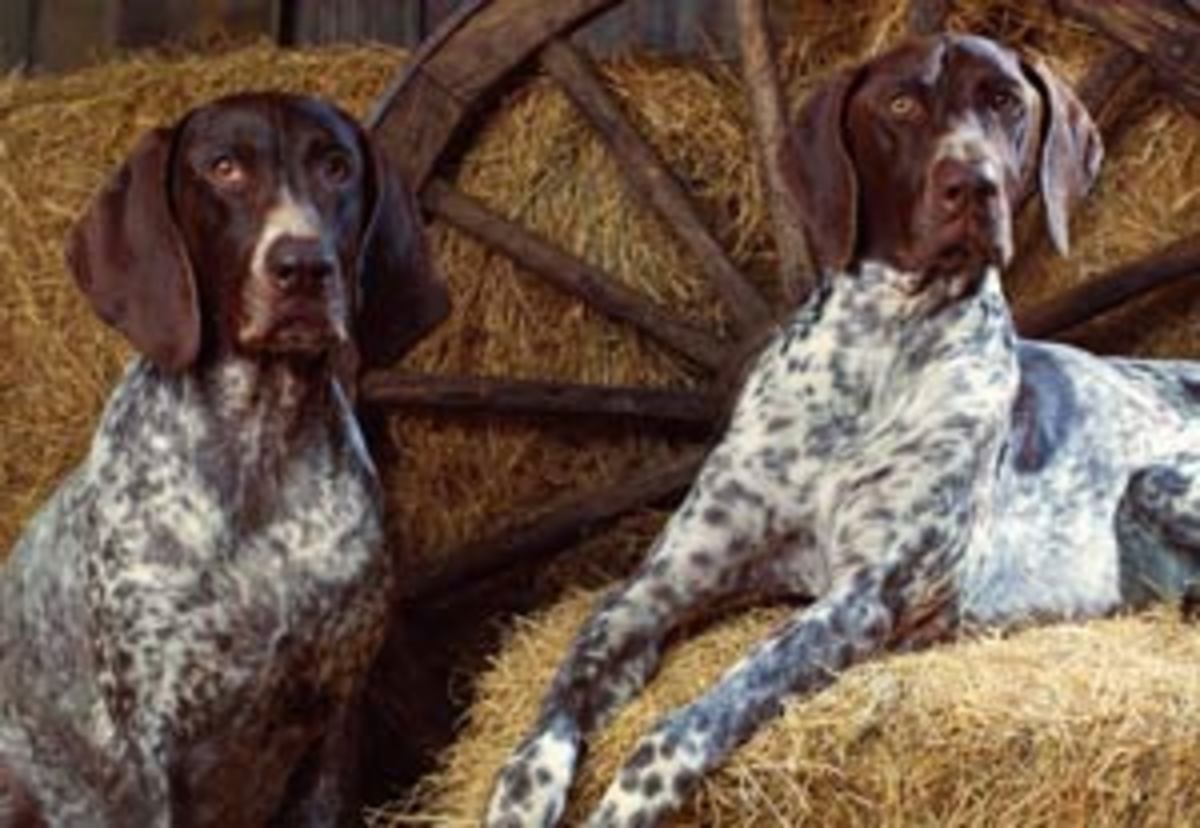 The 10 Best Hunting Gun Dogs HubPages