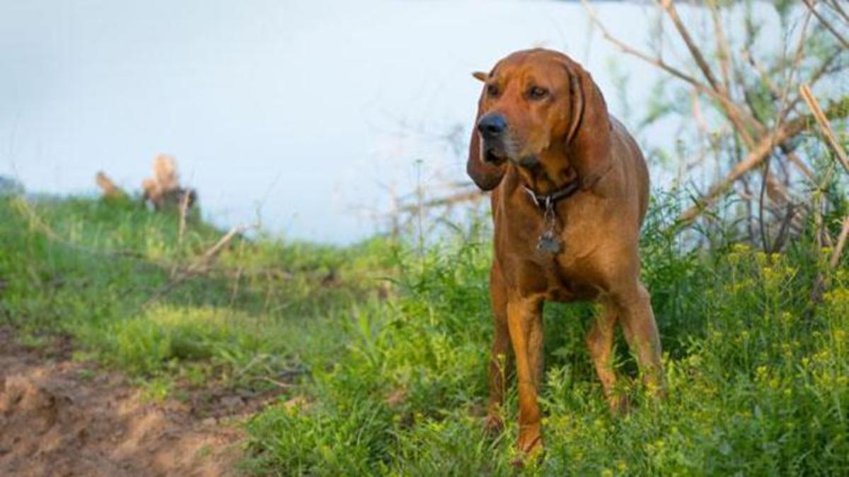 The 10 Best Hunting Gun Dogs HubPages