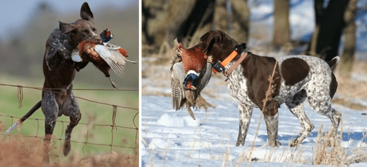 The 10 Best Hunting Gun Dogs HubPages