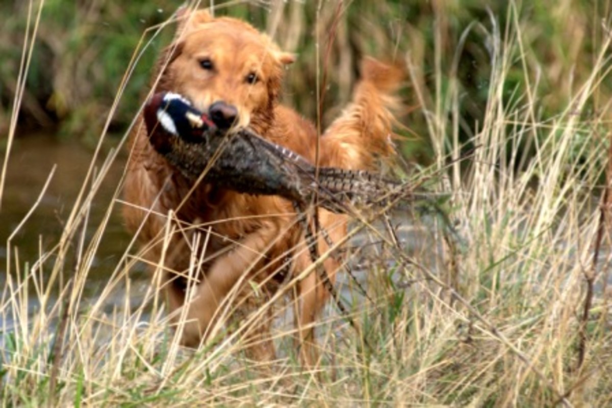 The 10 Best Hunting Gun Dogs HubPages