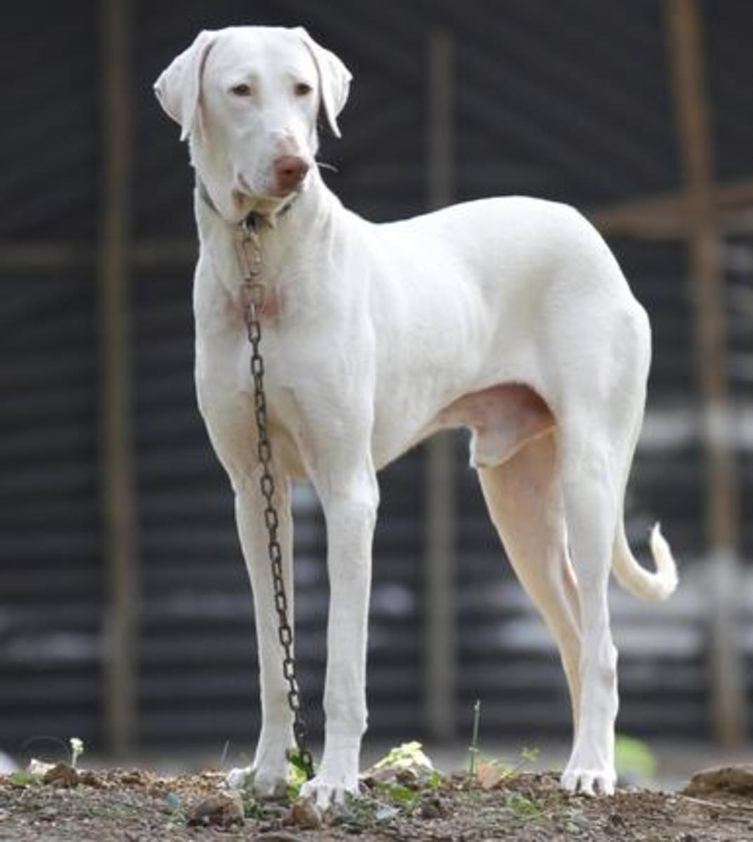 The Hunting Dogs of India hubpages