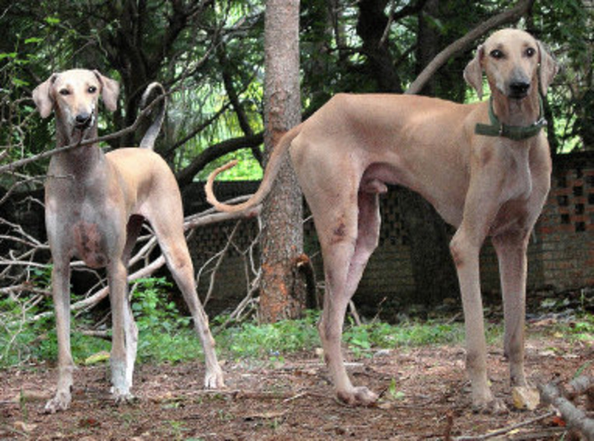 The Hunting Dogs of India hubpages