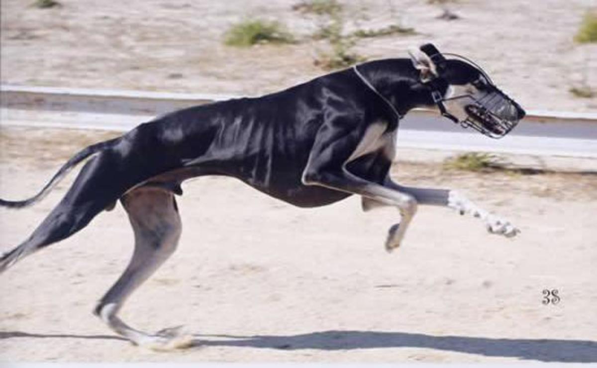 The Hunting Dogs of India hubpages