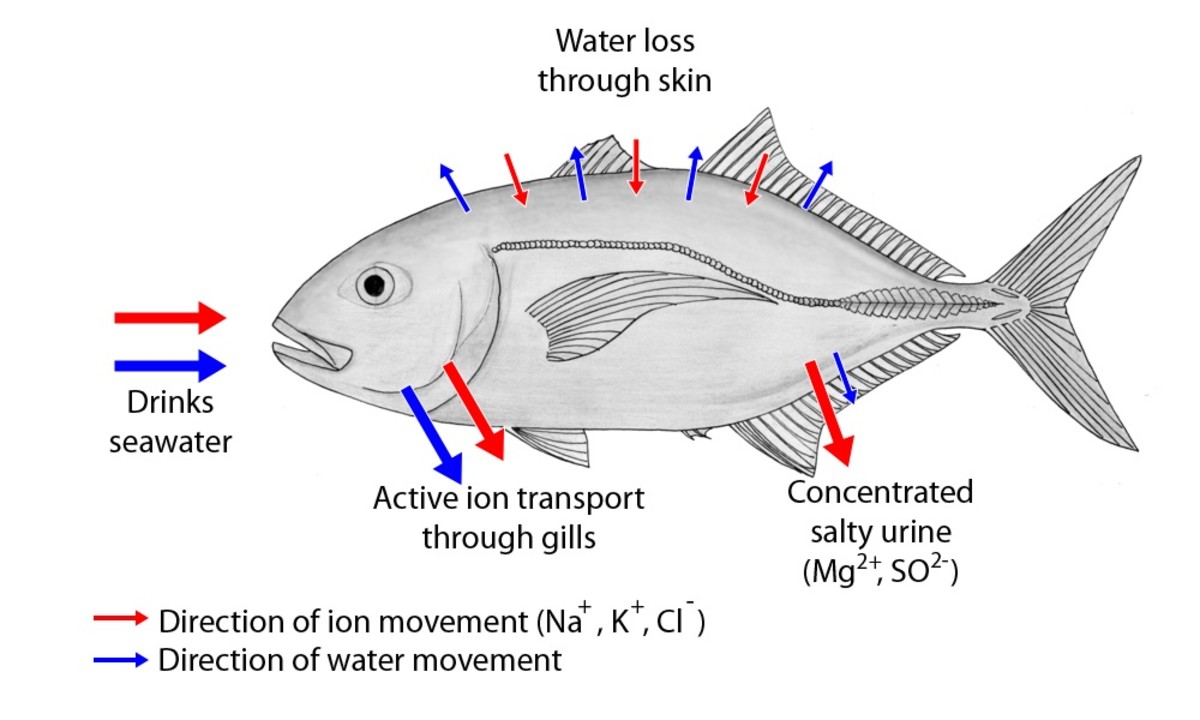 Fish Mucus or Slime Composition, Functions, and Potential Uses Owlcation