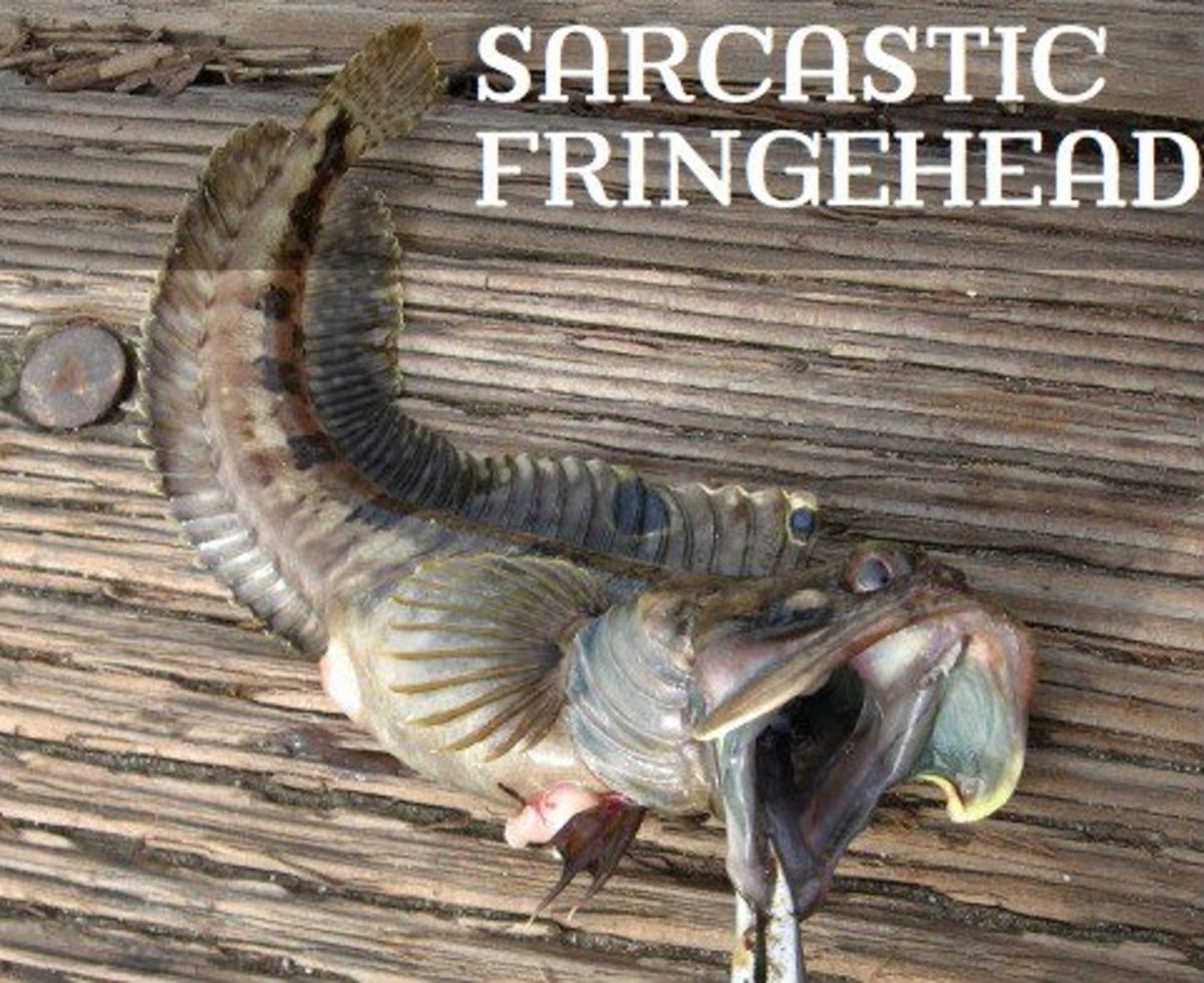 List of Ocean Animals A Through Z Owlcation