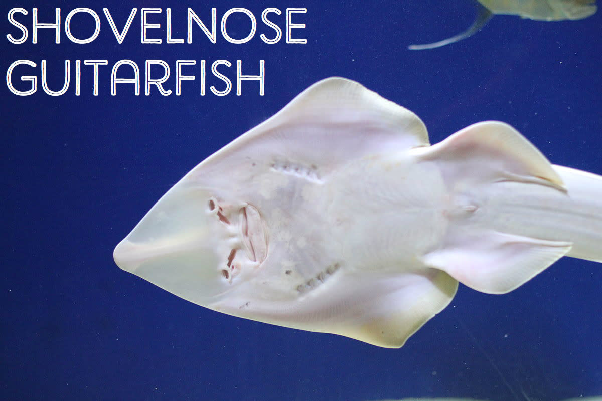 List of Ocean Animals A Through Z Owlcation