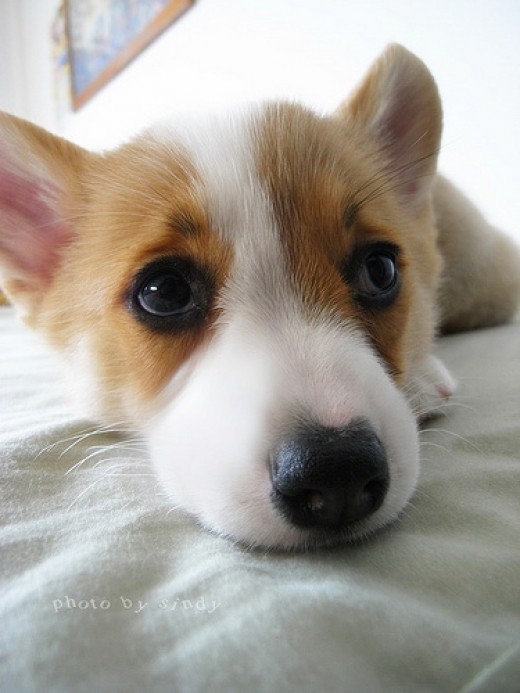 How do dogs grow up and when do they stop growing?