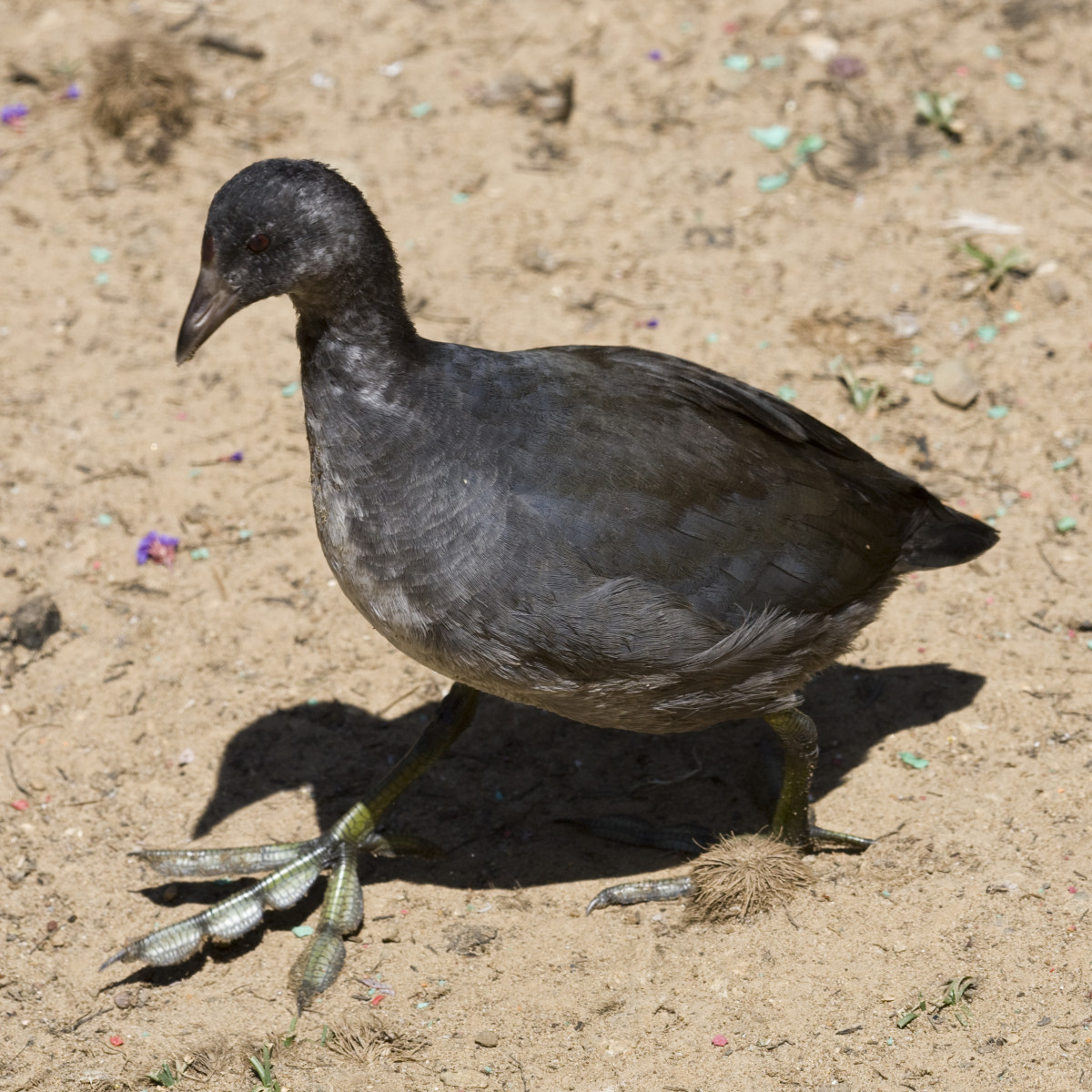 The American Coot Interesting Facts and Information HubPages