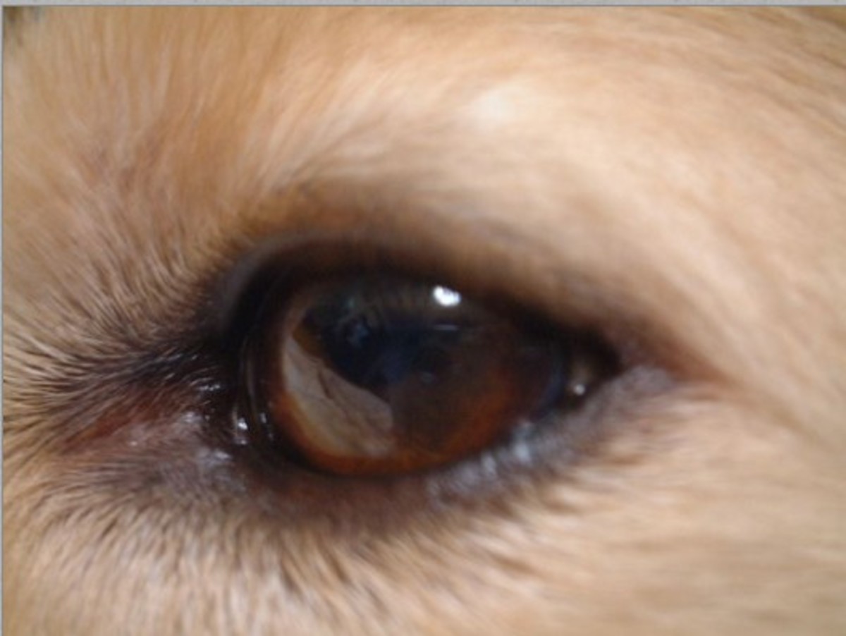 What's That Mole on My Dog's Eyelid? PetHelpful