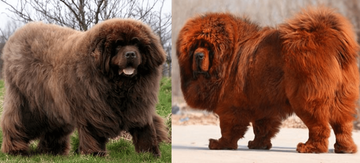 7 Dogs Like the Tibetan Mastiff PetHelpful