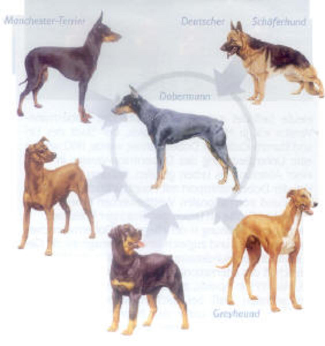 Female European Doberman Size / Doberman Pinscher puppy