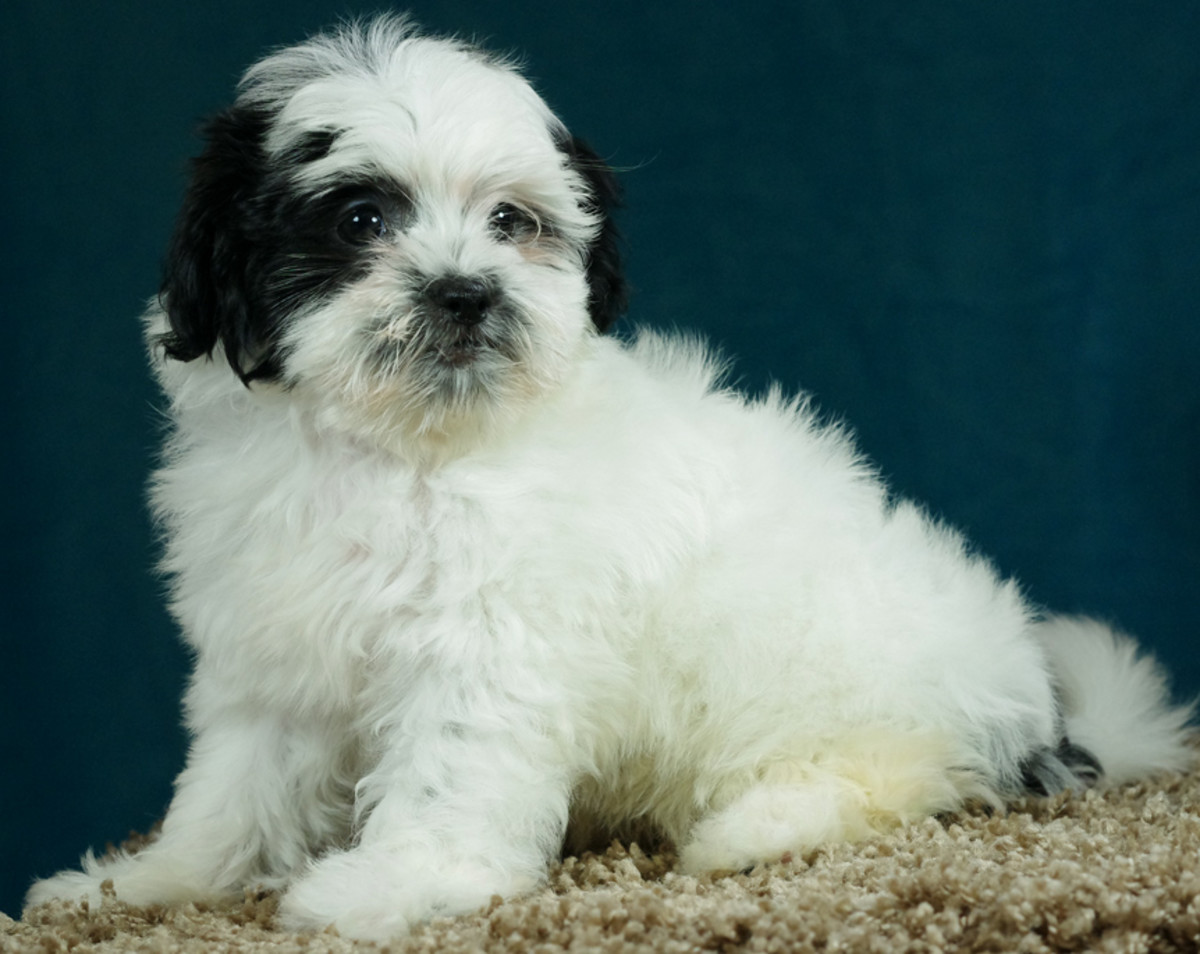 Top 10 Most Popular CrossBreed Dogs HubPages