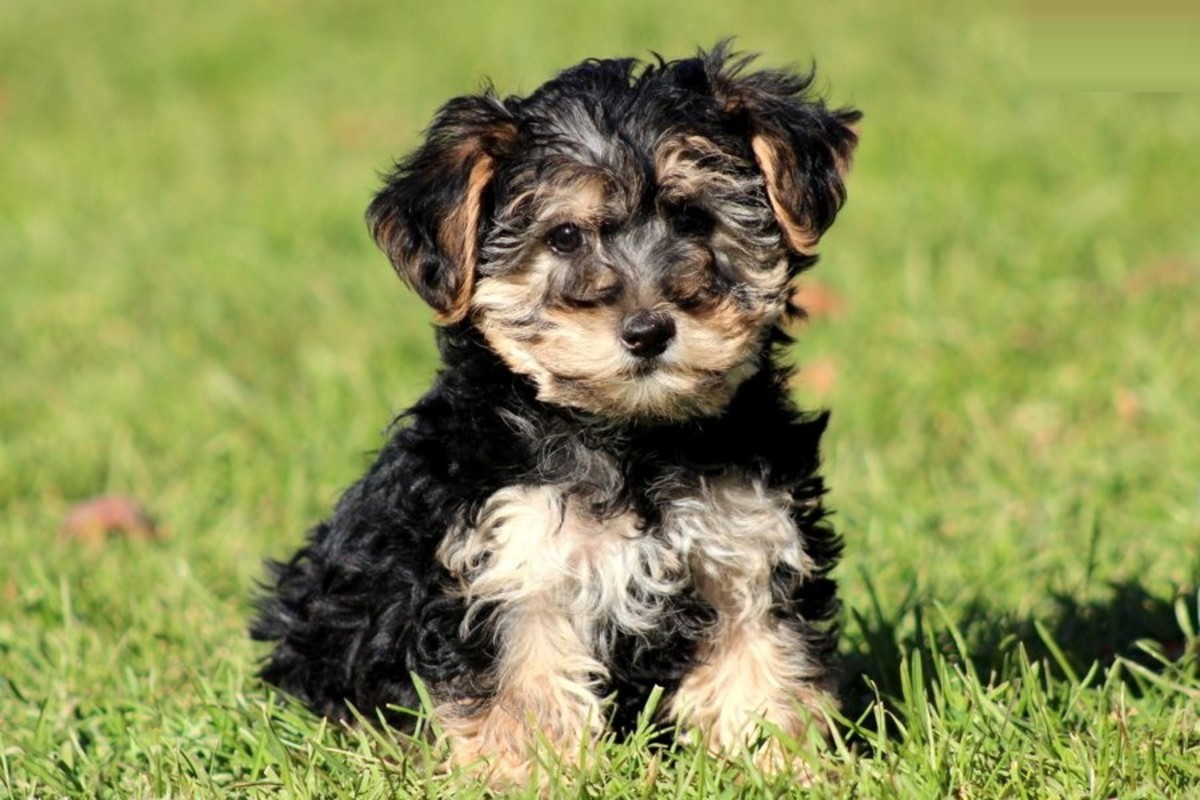Top 10 Most Popular CrossBreed Dogs HubPages