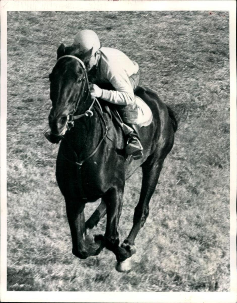 Top 11 Sensational Racehorses in History HowTheyPlay