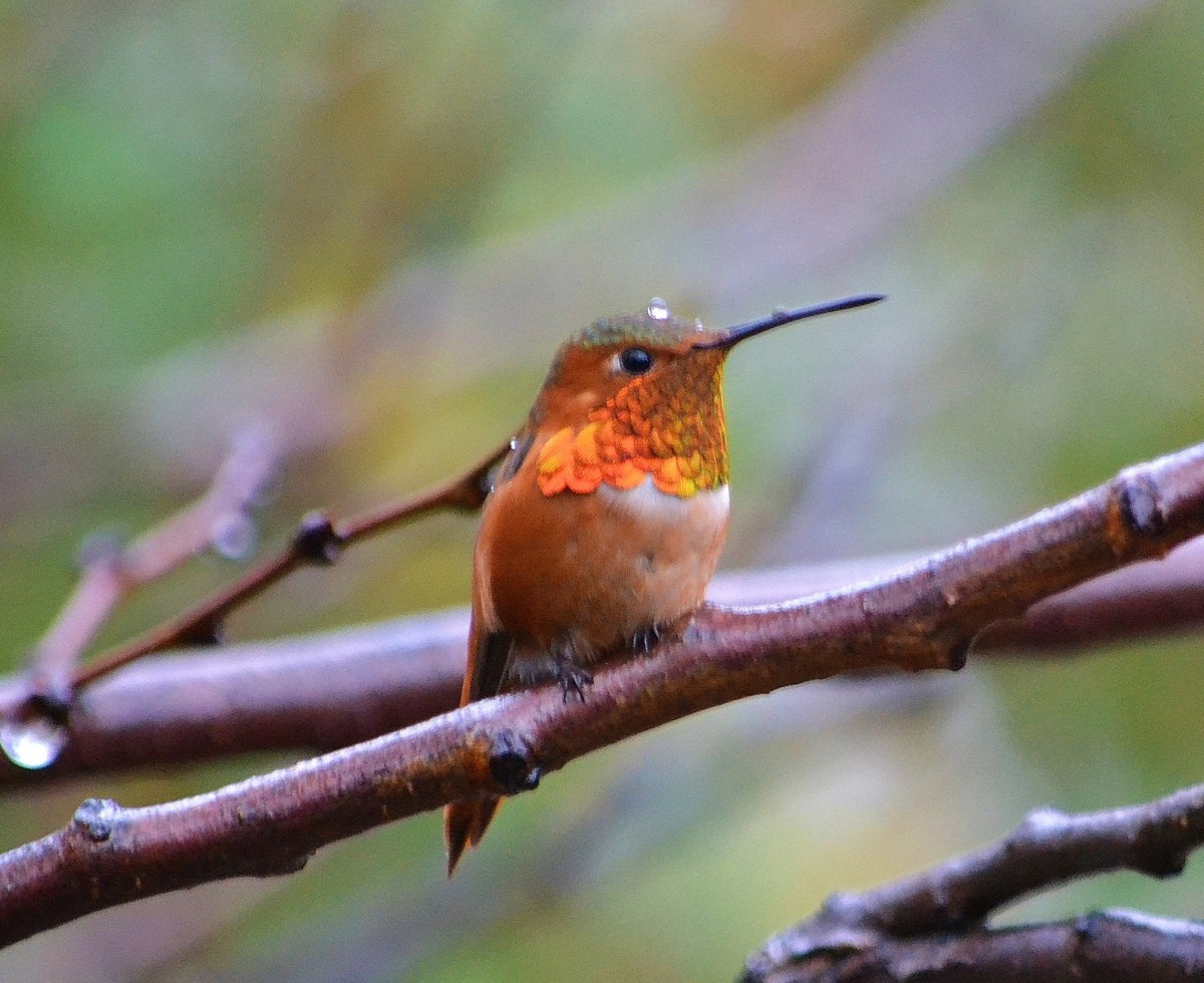 Birds, Bird Feeders, and Bird Houses