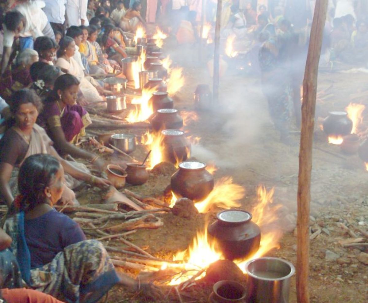 Pongal Festival The Harvest Festival Of Tamil Nadu (2018) Festivals