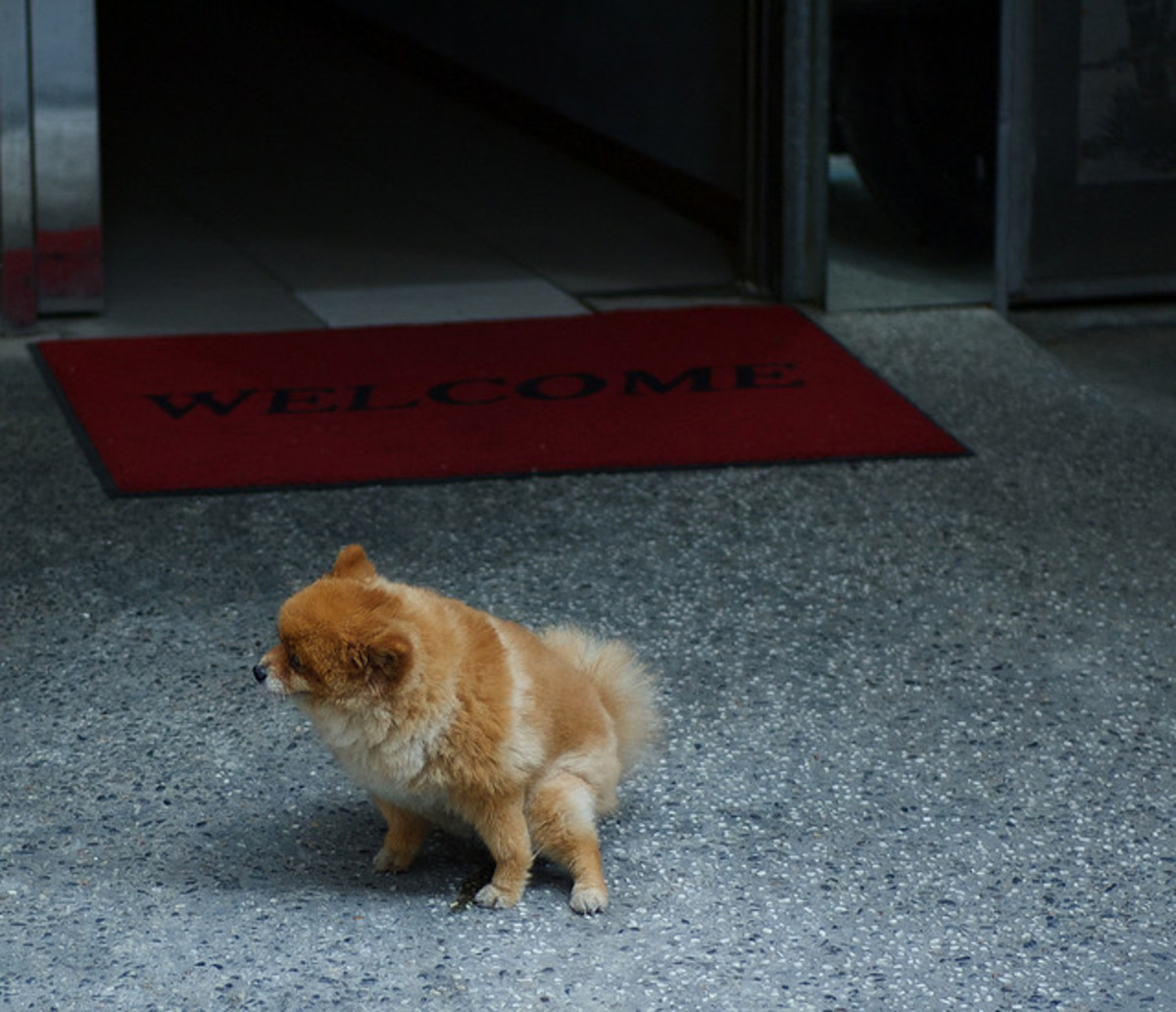 Why Is My Dog's Urine so Dark? PetHelpful