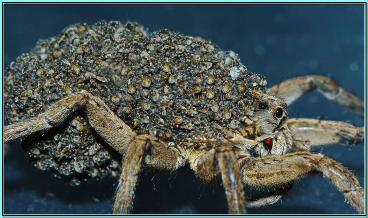 The Wolf Spider, Venomous, but Preys on More Dangerous Spiders HubPages