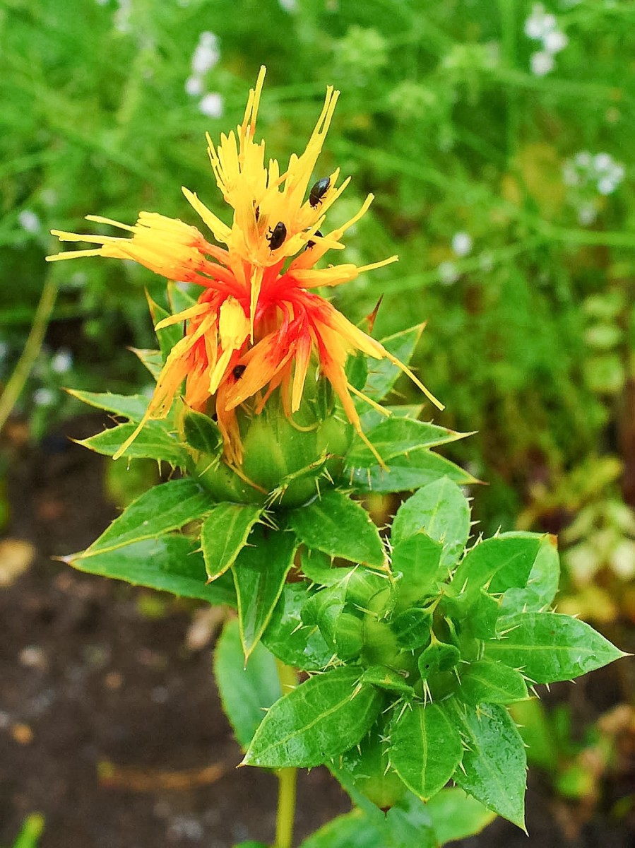 Safflower Plant Facts and Uses Vegetable Oil, Dye, and Insulin Owlcation