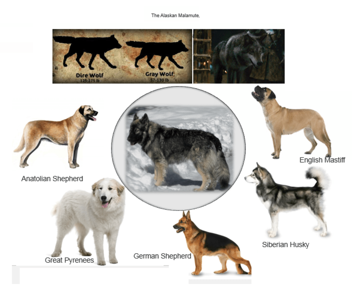 7 Dog Breeds Developed From the German Shepherd's Bloodline HubPages