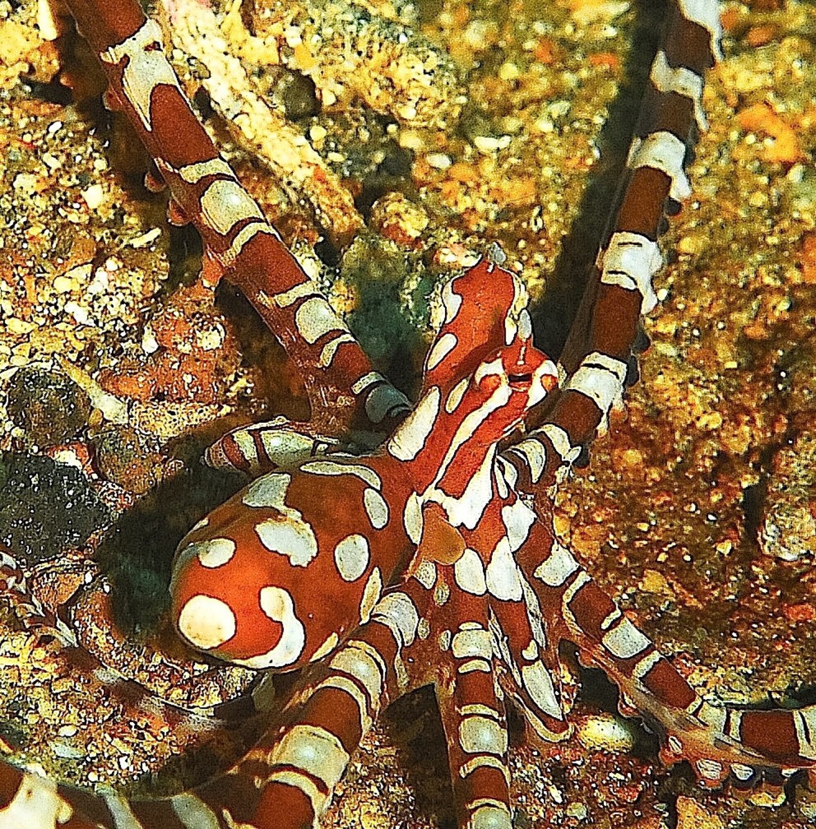 Wonderpus and Mimic Octopus Facts Fascinating Mollusks Owlcation