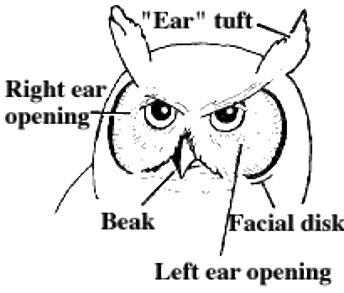 The Great Horned Owl | Owlcation