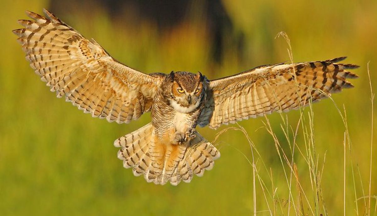 The Great Horned Owl A Magnificent Avian Apex Predator Owlcation