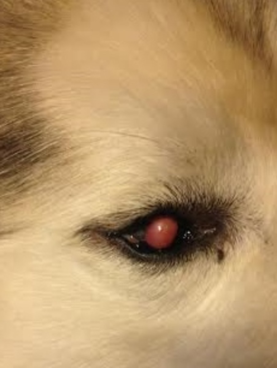 How to Take Care of a Blind Dog PetHelpful