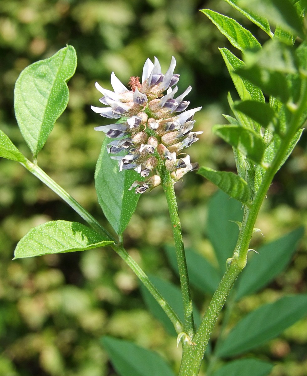 Licorice Root for Tooth Decay, Gum Disease, and Oral Health HealDove