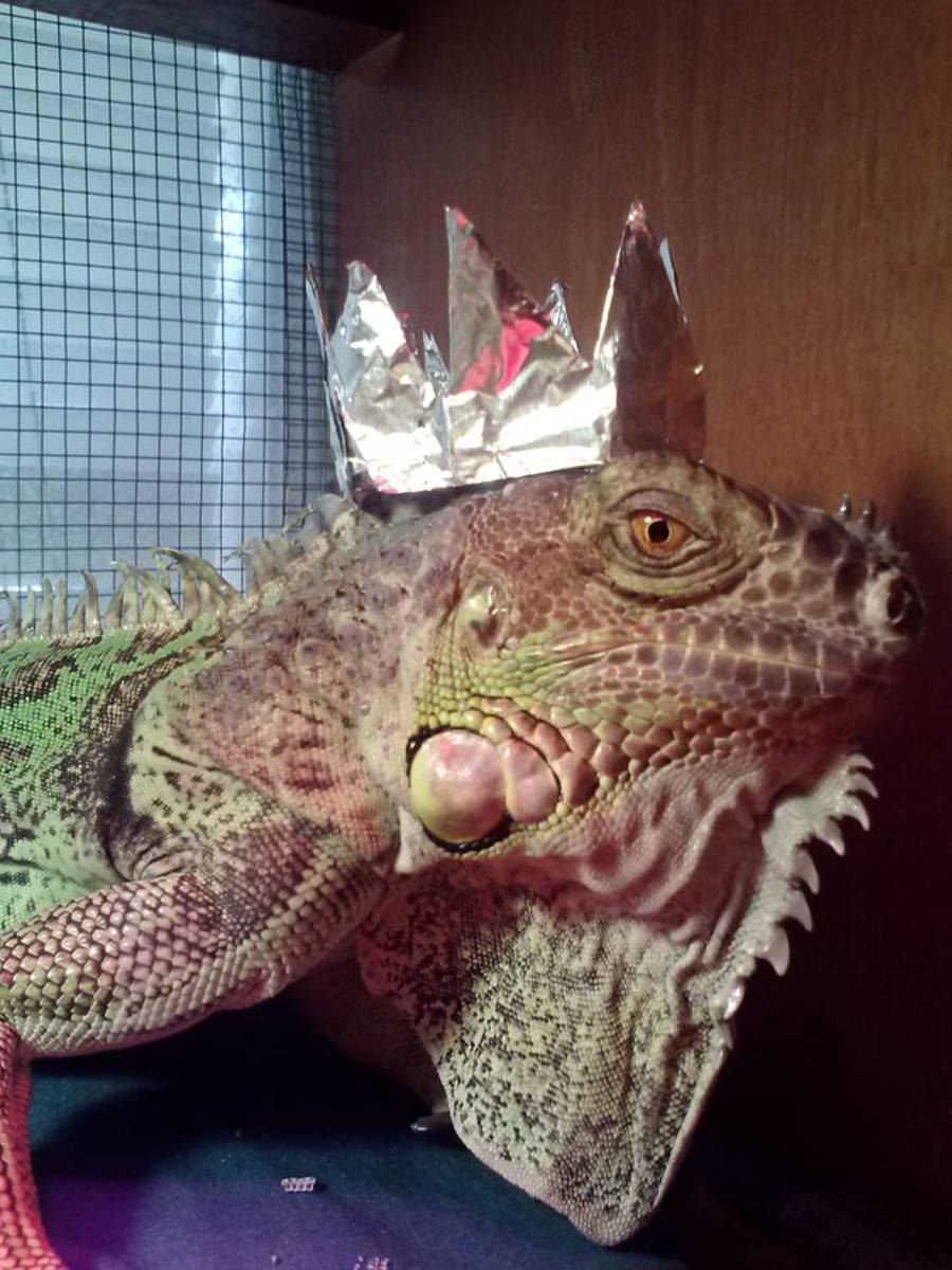 How to Clean Fish Tanks and Reptile Cages Properly. hubpages