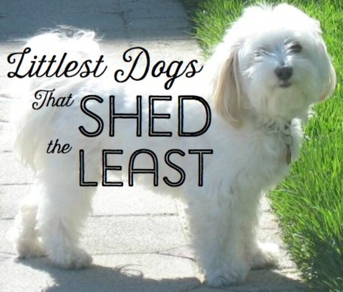 Top 10 Small Dogs that Don't Shed HubPages