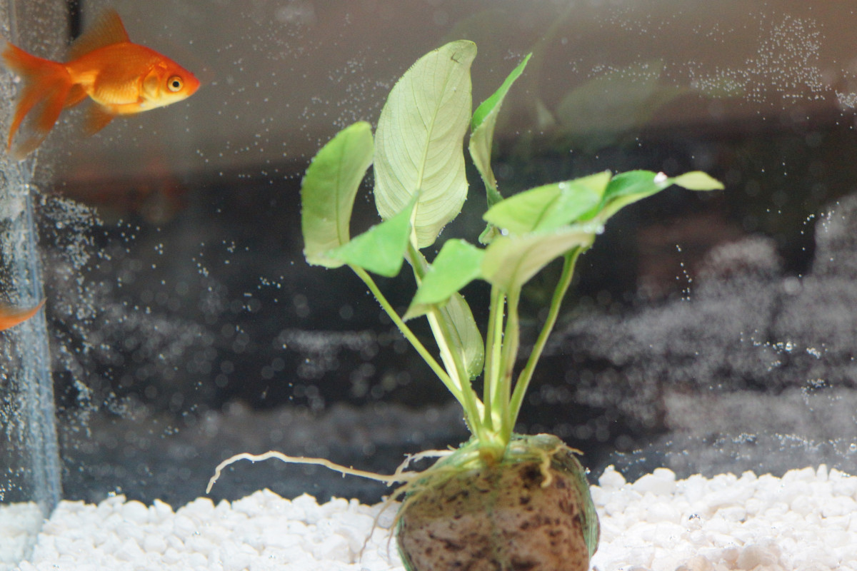 Caring for Your Goldfish in a Fish Bowl Without an Air Pump PetHelpful