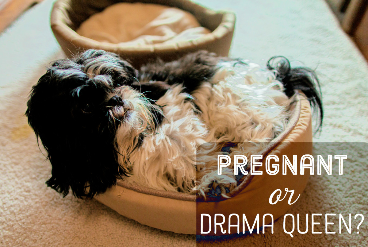 Dog Mating and Pregnancy Page 2 PetHelpful