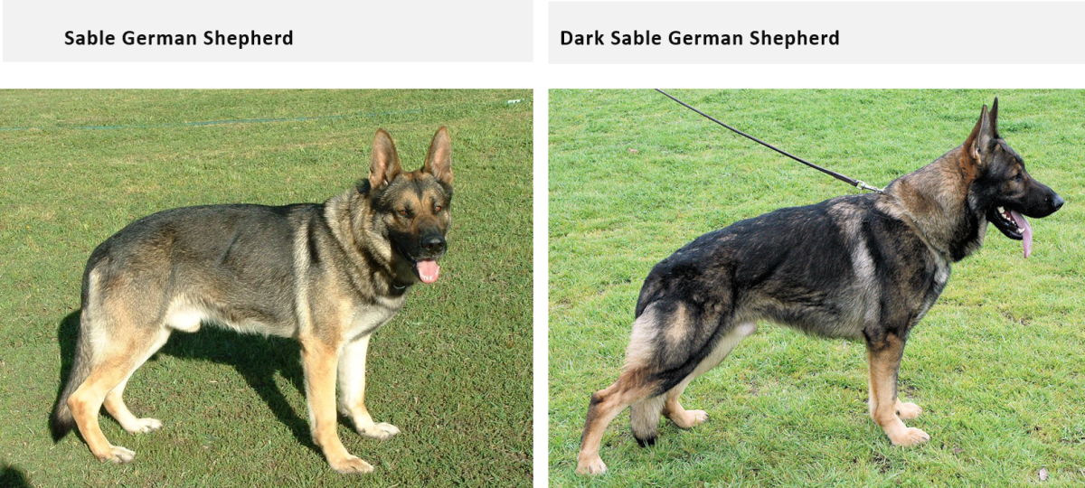 German Shepherd Coat and Color Varieties PetHelpful
