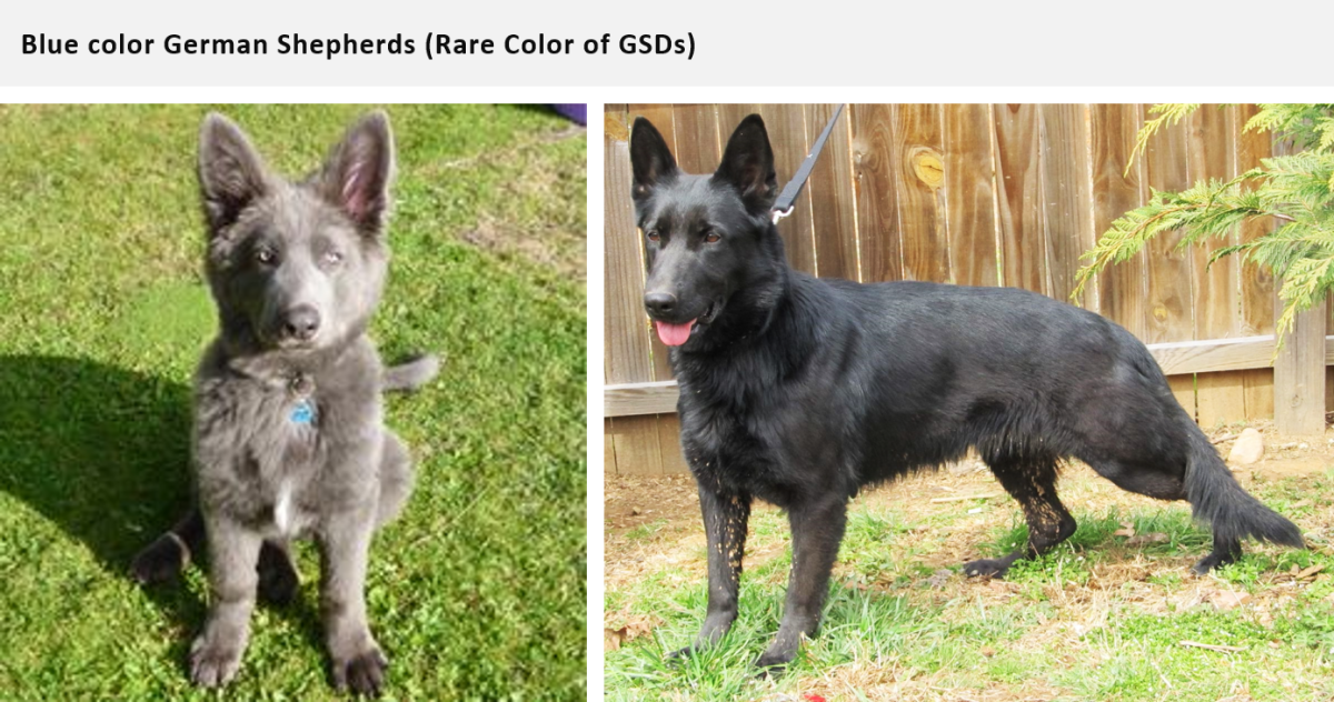 German Shepherd Coat and Color Varieties PetHelpful