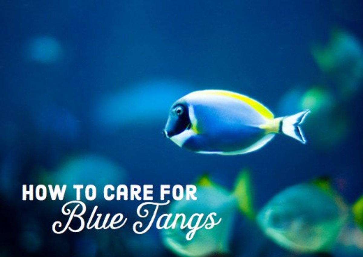 Blue Tang Care Guide and Requirements PetHelpful