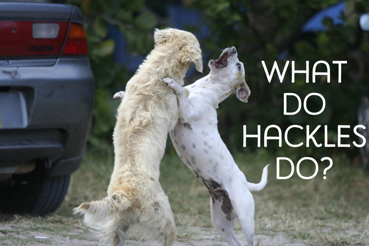 The Function of a Dog's Hackles PetHelpful