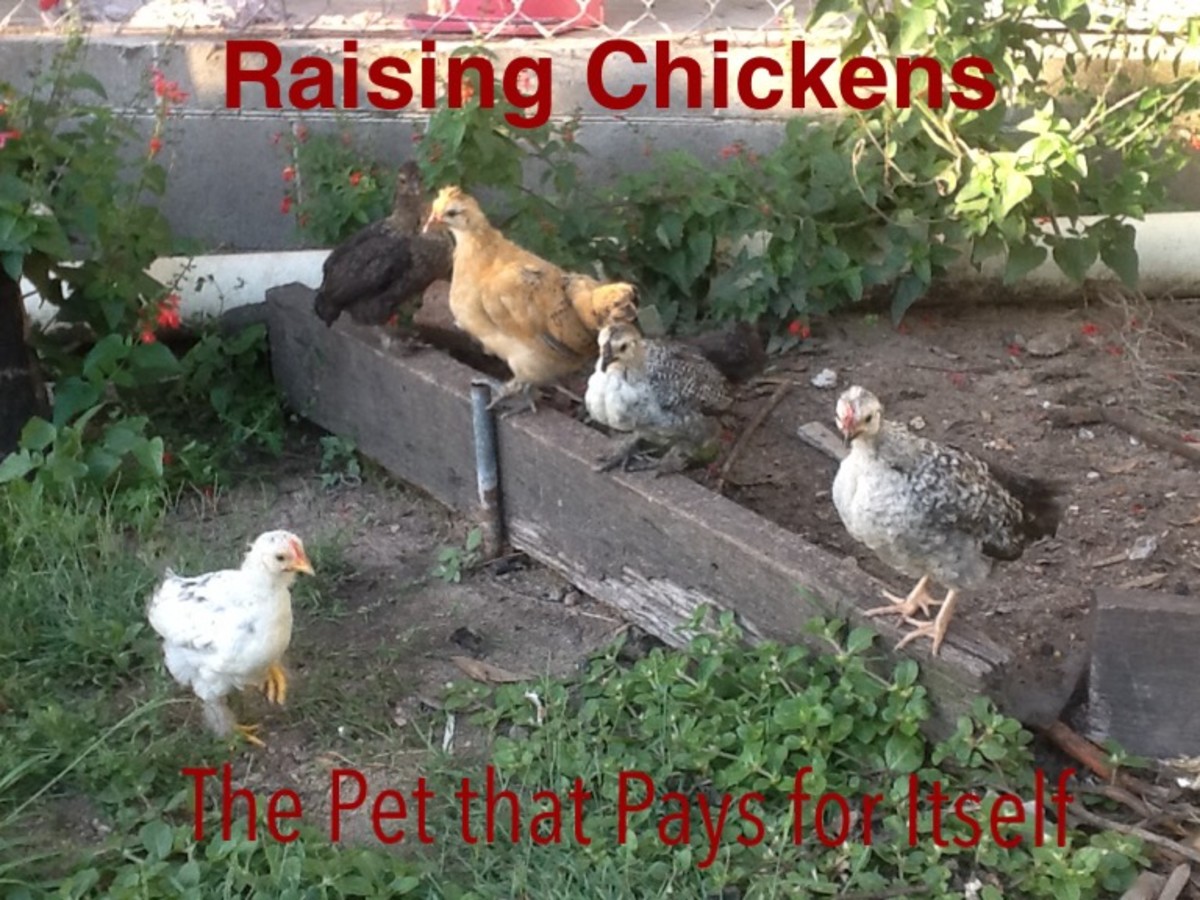 Ideas for Toys and Activities to Entertain Your Pet Chickens PetHelpful