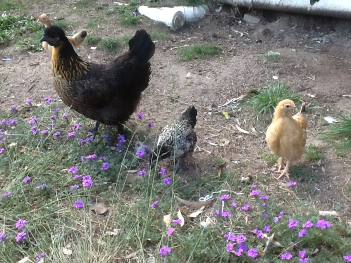Raising Chickens (the Pet That Pays for Itself) PetHelpful