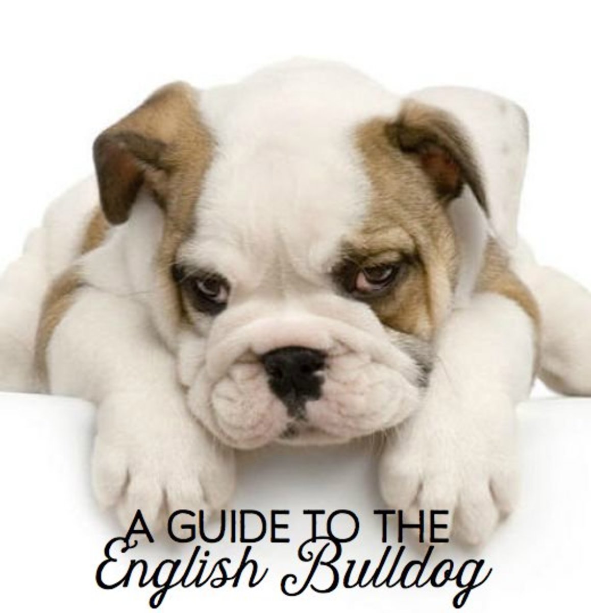 A Guide to English Bulldogs Puppies, Temperament, Diet, and More