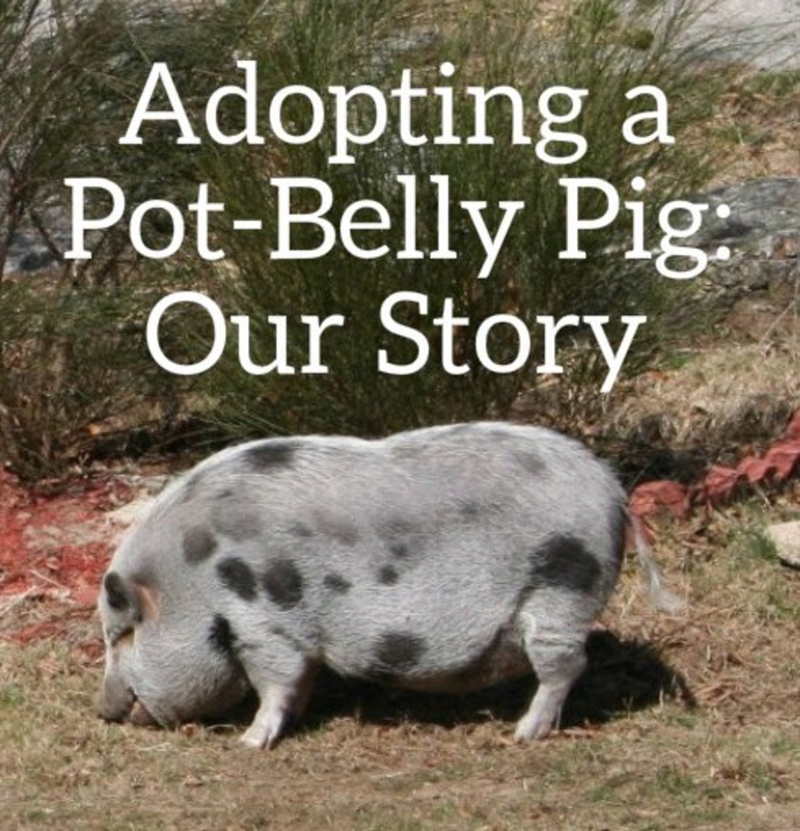 Adopting and Caring for a Domesticated PotBelly Pig! PetHelpful