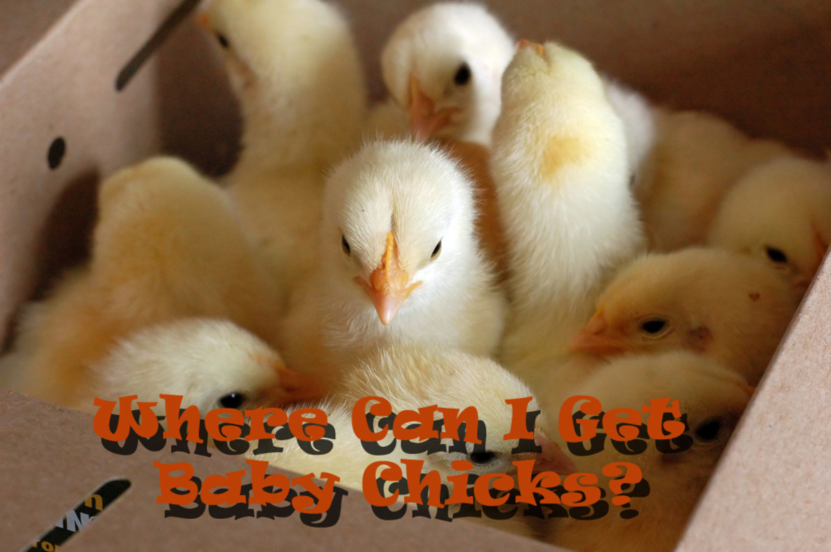 Where Can I Get Baby Chicks? How to Plan for Backyard Chickens HubPages
