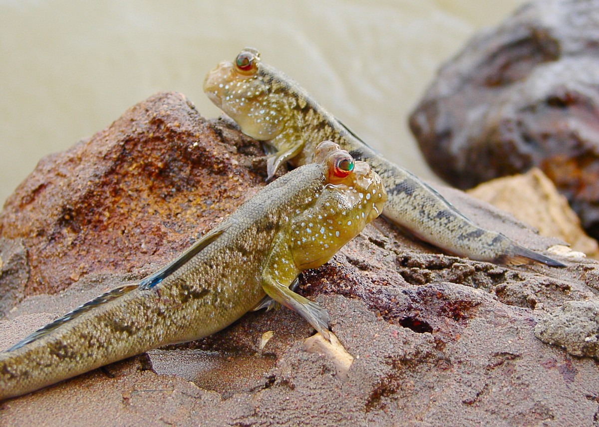 Mudskippers Fish That Live on Land and in Water Owlcation