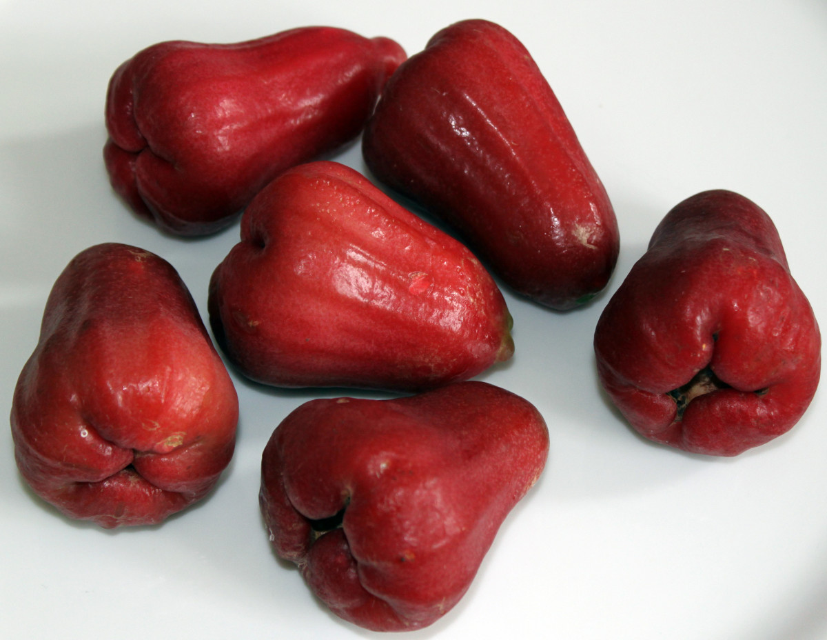 Jambu Water Apple Bell Fruit Nutrition And Health Benefits HubPages