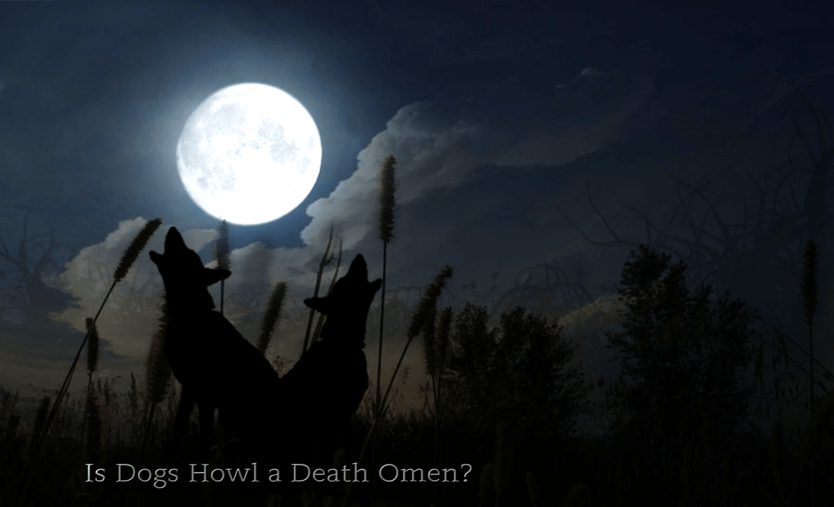 Superstitions About Dogs Howl HubPages