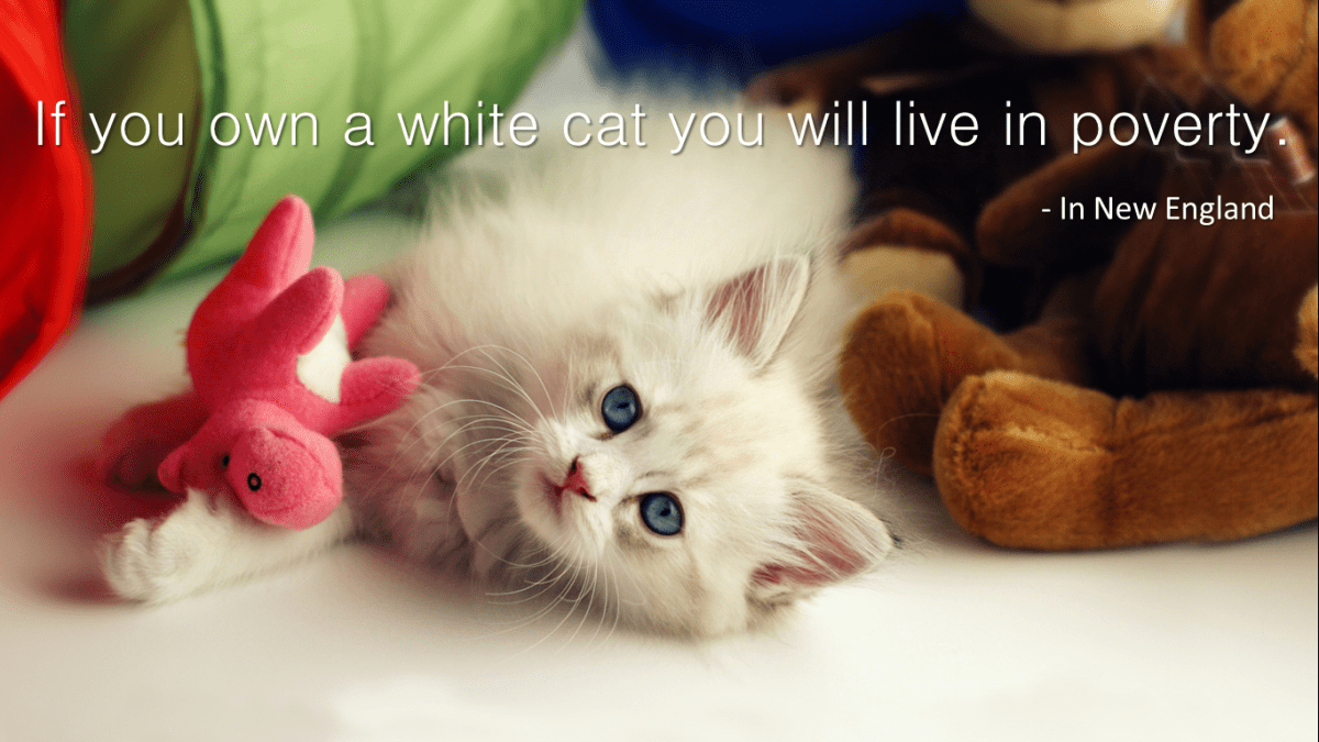 10 Superstitions About White Cats HubPages